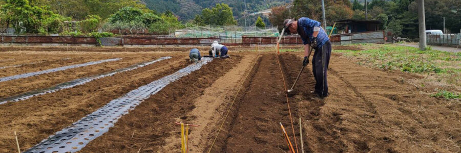 玉葱植え付け用のマルチ張り終わりました。