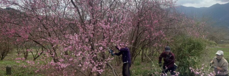 有機無農薬栽培の薬用桃の花びらを収穫、出荷しました