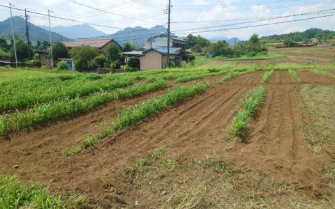 もちキビ、ミニトマトの除草致しました