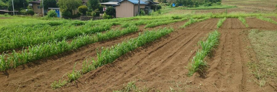 もちキビ、ミニトマトの除草致しました