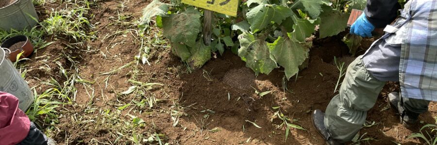 ヤーコンの除草、追肥を行いました