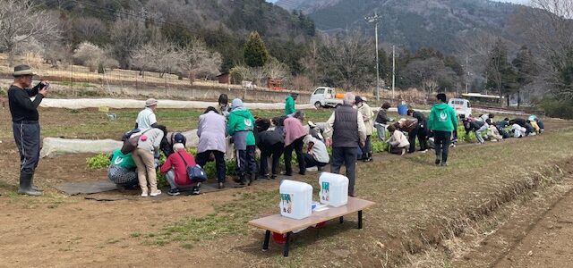 読売旅行観光バスツアー 菜の花摘み体験♪