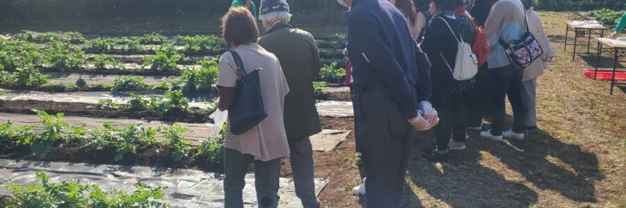 読売観光バスツアー ダイコン収穫体験&焼きジャガイモ!