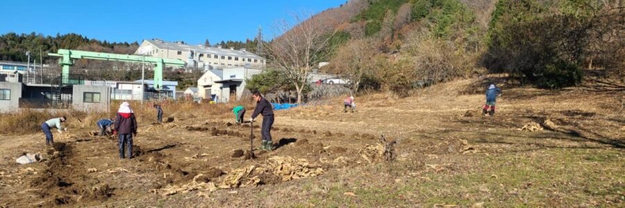 ウコン・ヤーコンの収穫を行いました！